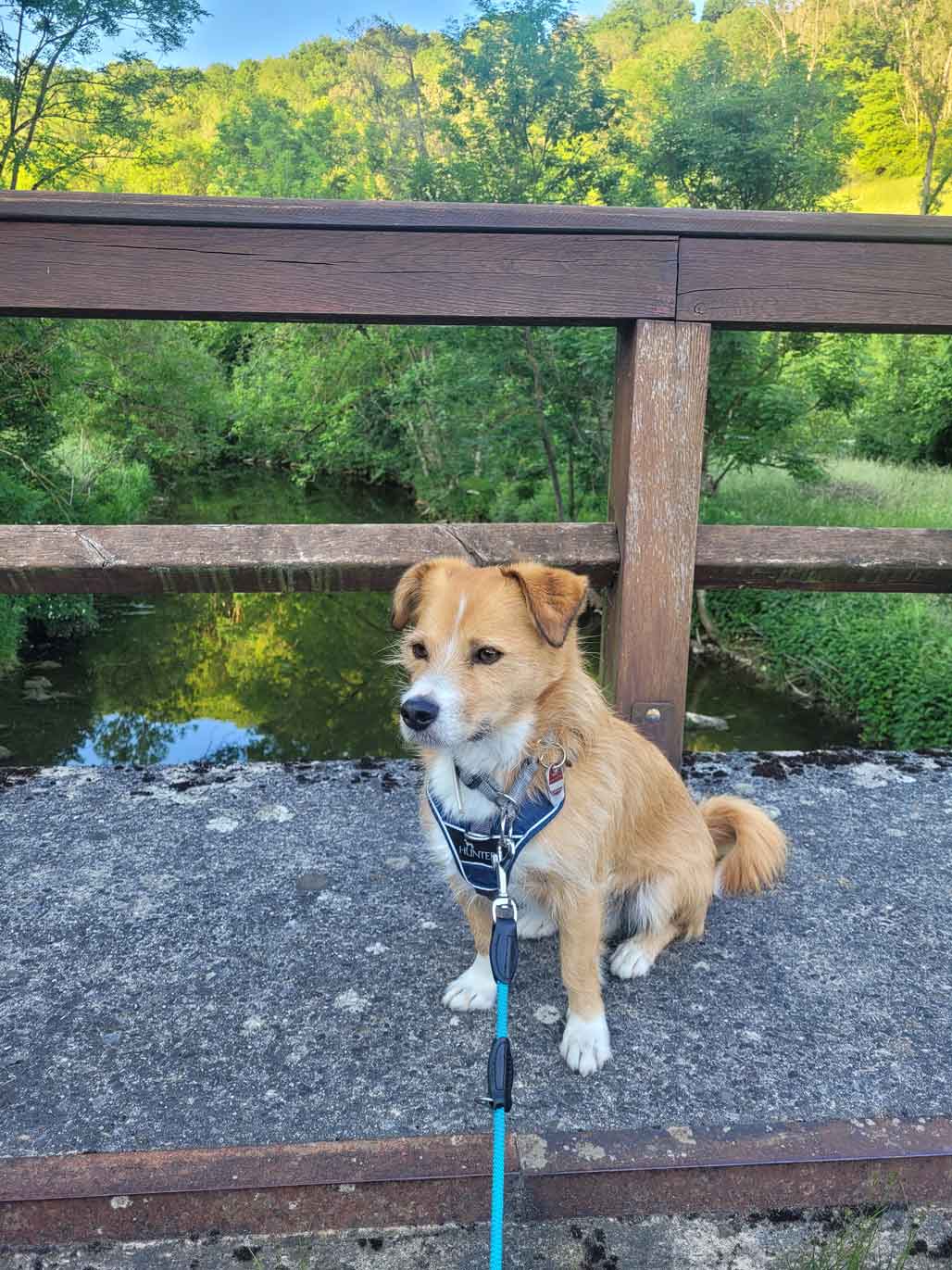 Darf ich Forellen angeln ?