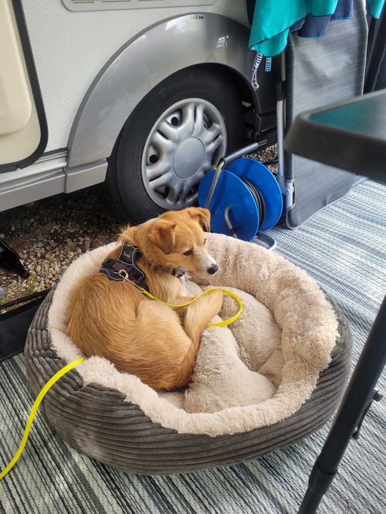 Pablo der Beobachter